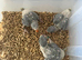 Selling baby handreared alexandrines