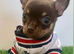Tiny chihuahua puppies