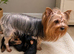 Mini Yorkshire Terrier