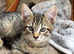 *Ready now* Maine coon X