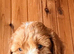 F1 cockapoos pups