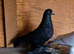 Tumbler pigeons