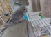 Lovely spangle hen for sale