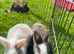 lion lop bunnies