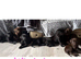 Kc registered Labradors