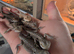 Baby bearded dragons