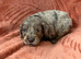 5 stunning cocker spaniel puppies