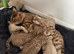 Pure Snow Lynx Bengal Kitten , can be registered with TICA for additional cost.