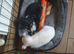 Chihuahua puppies ready now Lincolnshire