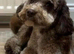 Beautiful f2b cockapoo's