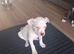 American bulldog Cross staffy