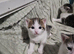 3 tabby and white kittens