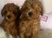 Genuine kc toy poodle
