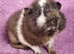 BEAUTIFUL MALE GUINEA PIGS