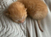 4 beautiful kittens for sale please read discription
