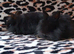 Two stunning black lion heads