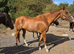 16.3 Chestnut Thoroughbred Mare