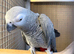 African grey parrot