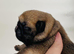 Pug PuPs Traditional Type
