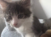 Two adorable kittens looking for a loving home