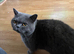 7 blue/grey British Shorthair kittens for sale