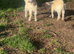 Two female goat kids