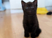 Kittens for sale