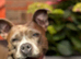 Sofia is looking for a suitable family