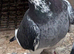 RACING PIGEONS FOR SALE – QUALITY BLOOD