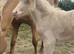 Mare and foal