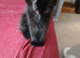 Maine Coon Kittens For Sale Ready Now