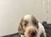 Cockapoo puppies