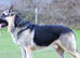 EXTREMLY RARE IN THE UK -EAST EUROPEAD SHEPHERD PUPPIES FROM IMPORTED PARENTS