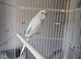 Male budgie
