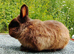 Chocolate buck ex show bunny
