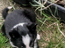 Border Collie pups raised on farm