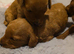 Beautiful Cockapoo puppies