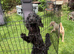 Cockapoo puppies