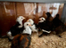 2 week old bantam chicks
