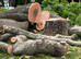 Large pieces of woods
