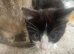 Tabbies and black and white kittens