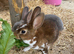 READY TO GO! Stunning Mini Rex Rabbit Babies