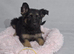 Beautiful German shepherd puppies
