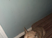 Have to rehouse my dog