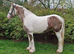 15.1/2hh 5 year old mare