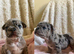 Confident and Cute French Bulldog puppies