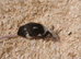 Various pet mice