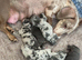 Lovely litter jackhunds