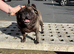 Pug for Rehome