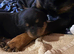 Beautiful Rottweiler girl